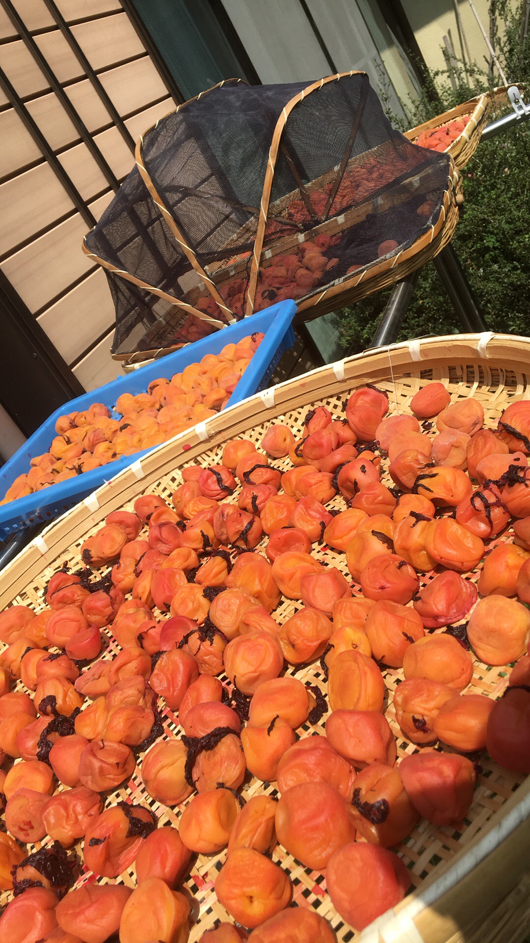 無農薬自然栽培の南高梅天日干しする梅干し