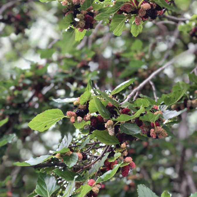 無農薬自然栽培　２８年選手の桑の木の実
