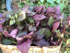Hozuままやの畑の無農薬自然栽培赤紫蘇