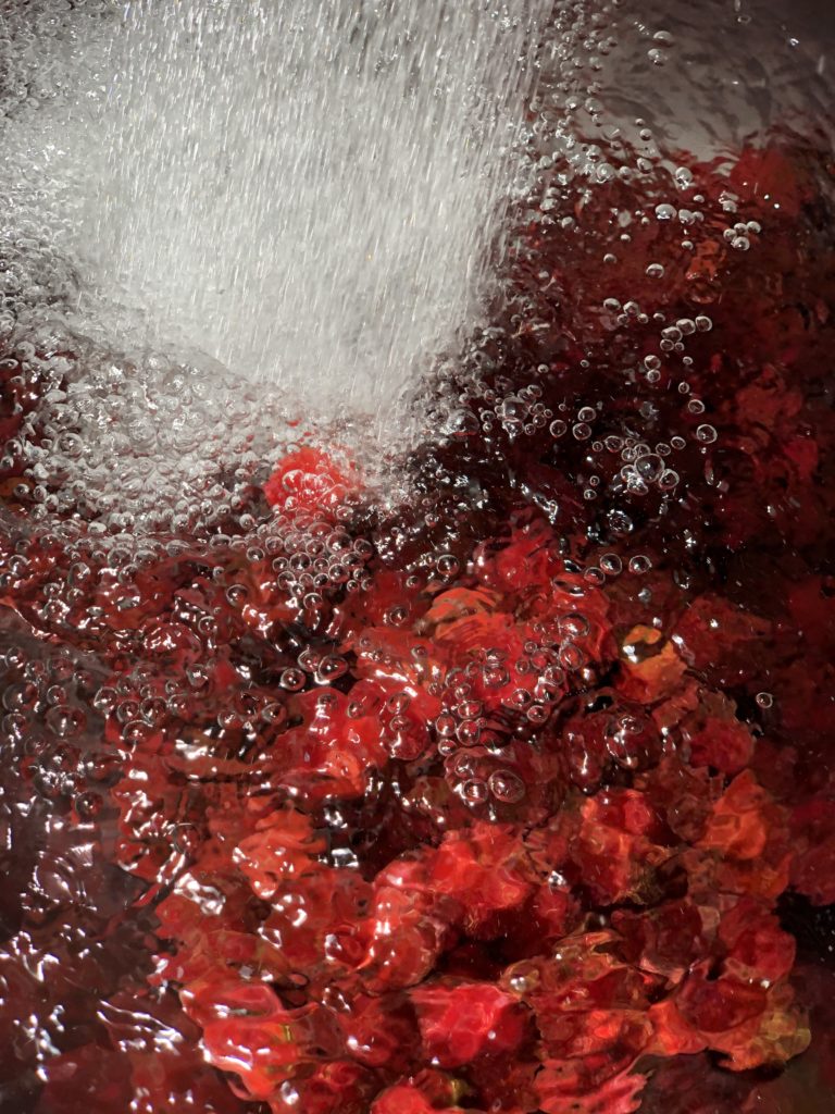 無農薬自然栽培　Hozuままやの山桃を洗っています