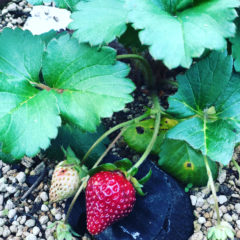 5月皐月のイベント予定