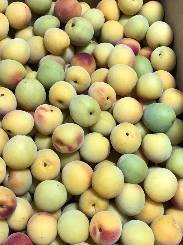 Hozu ままやの畑で収穫した無農薬自然栽培の南高梅