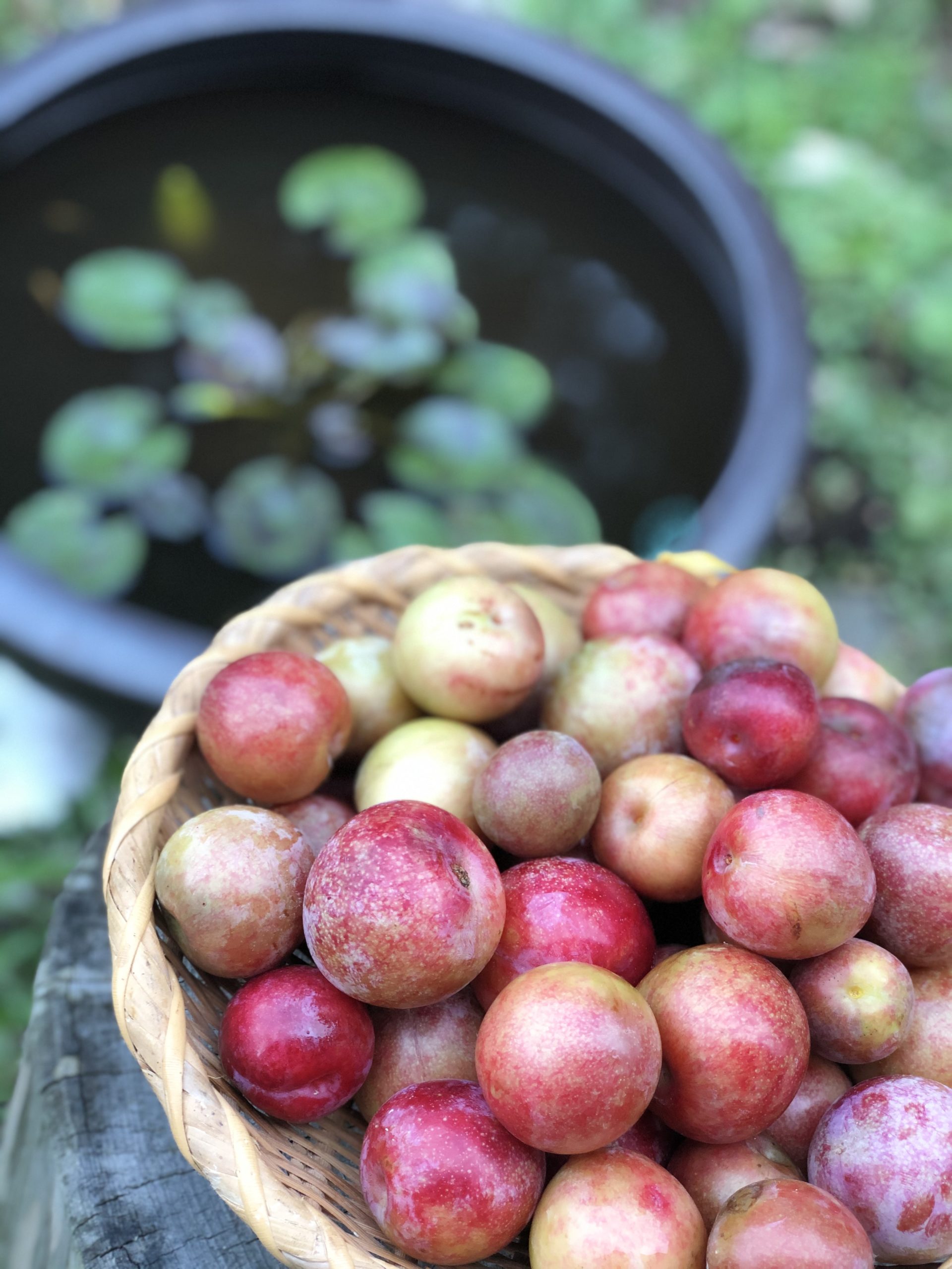 無農薬自然栽培のすもも