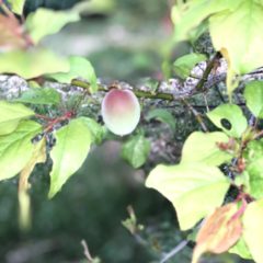 ７月「文月」季節の手仕事　梅干し