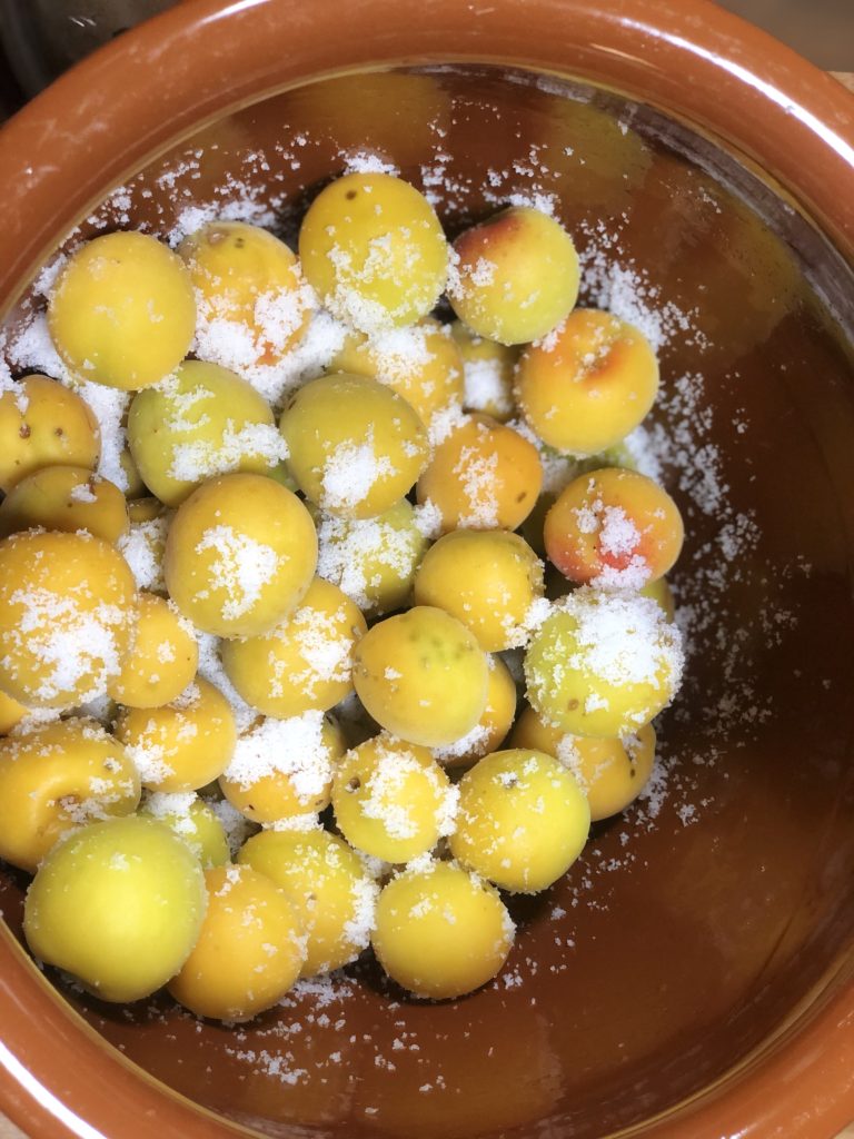 無農薬自然栽培の南高梅を塩でつける