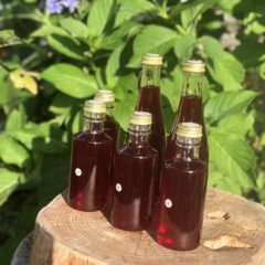 今年初のとれとれ　フレッシュ赤紫蘇ジュースの素