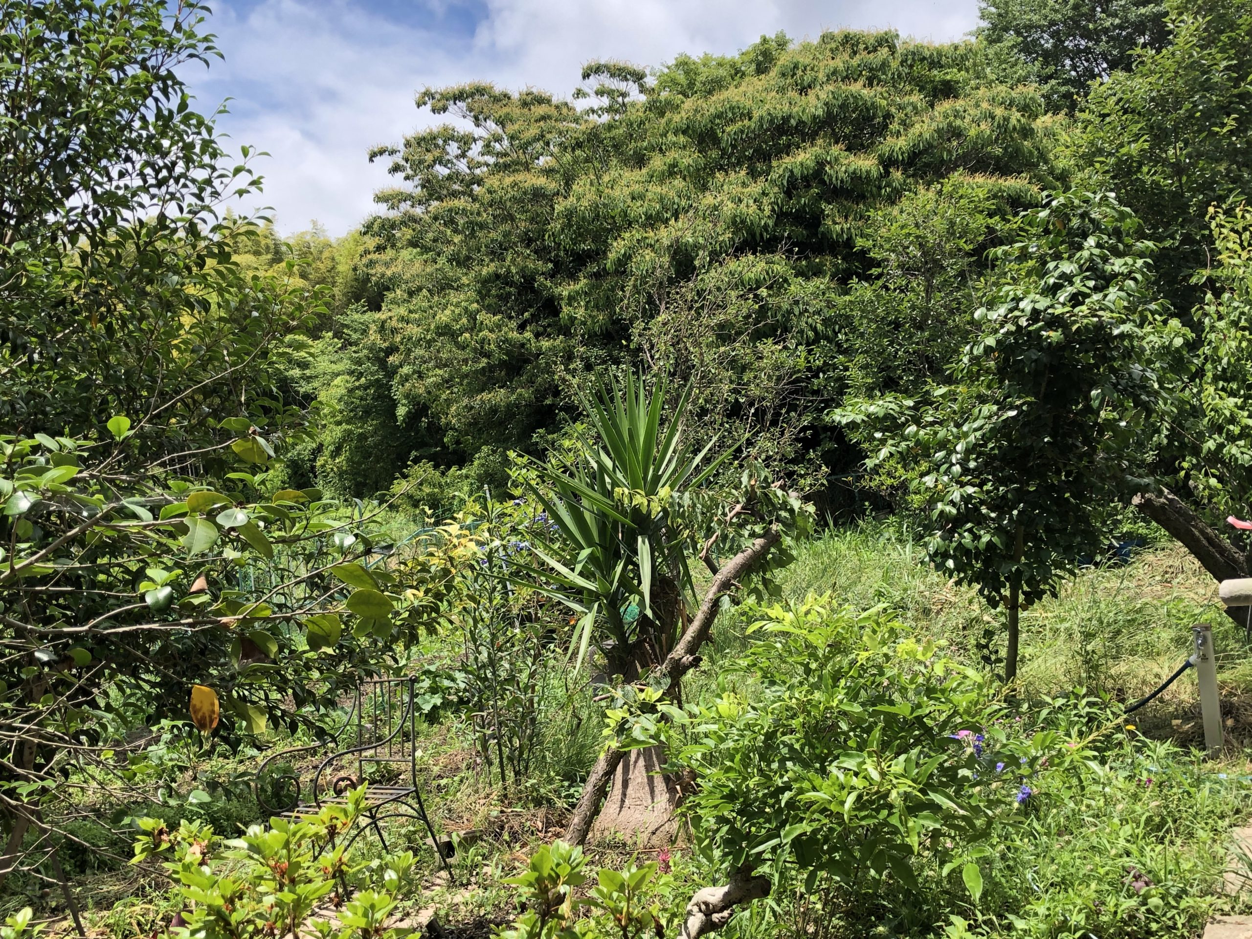 Hozu ままやの自然いっぱいの庭