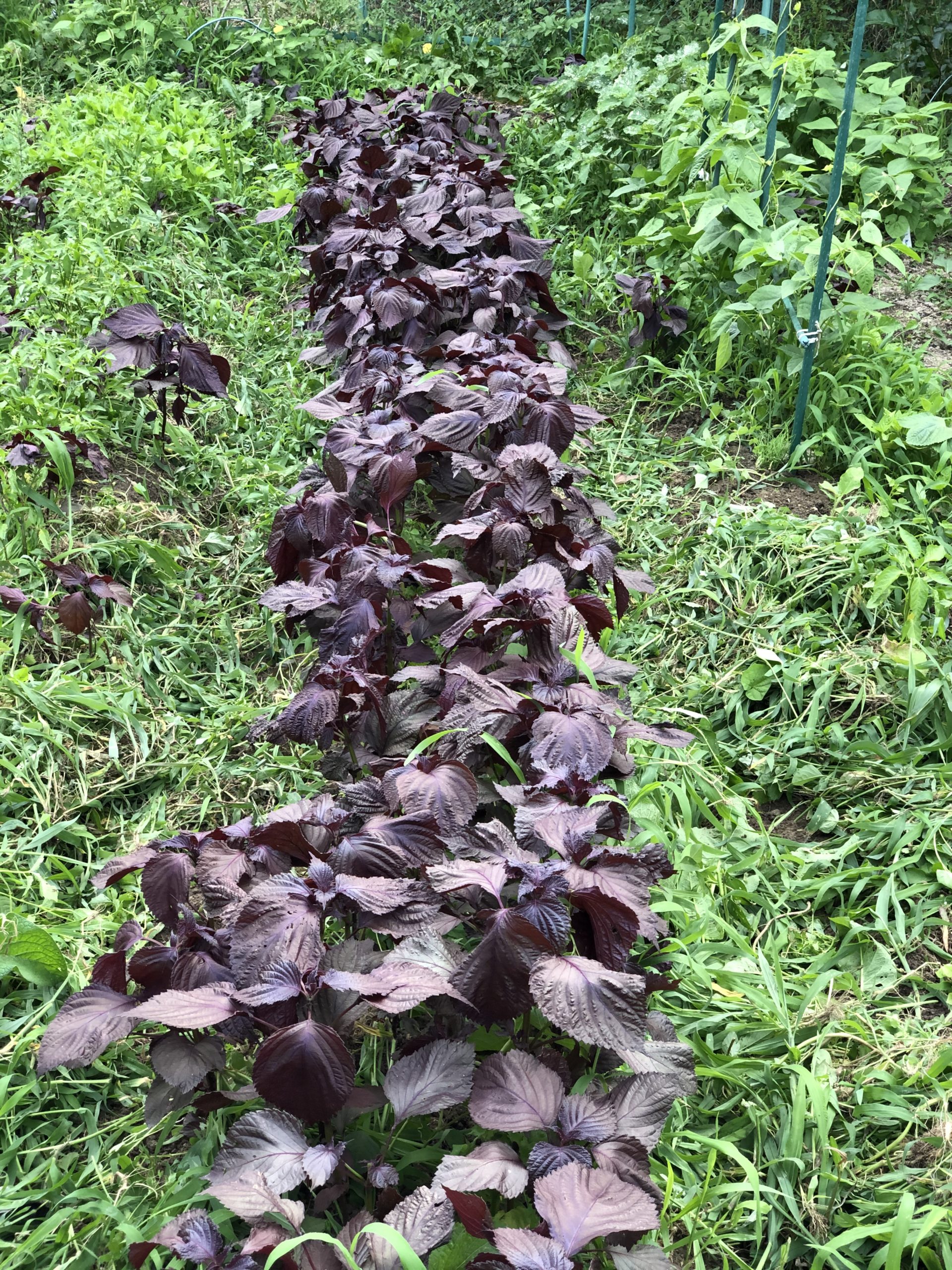 Hozuままやの畑の無農薬赤紫蘇畑