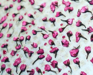 棚＜5＞ お楽しみ