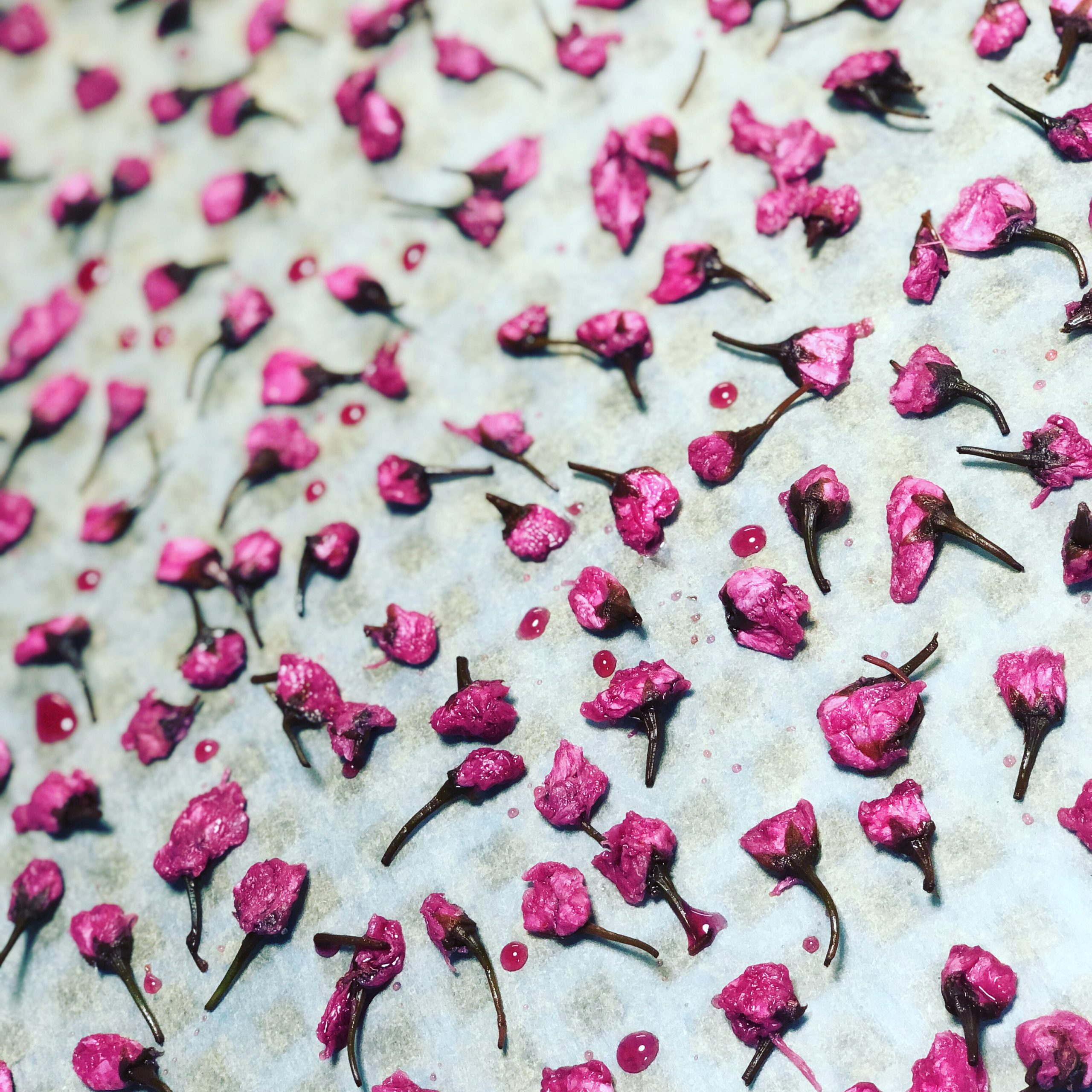 無農薬自然栽培の八重桜の塩漬けを天日で干す