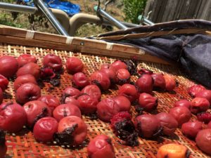 天日干し　自然栽培無農薬梅を使って梅を三日三晩干します