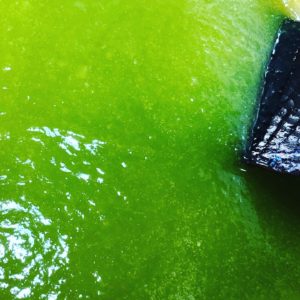 無農薬自然栽培の青梅のソースママンチュール