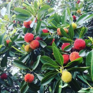 無農薬自然栽培 Hozuままやの山桃の実