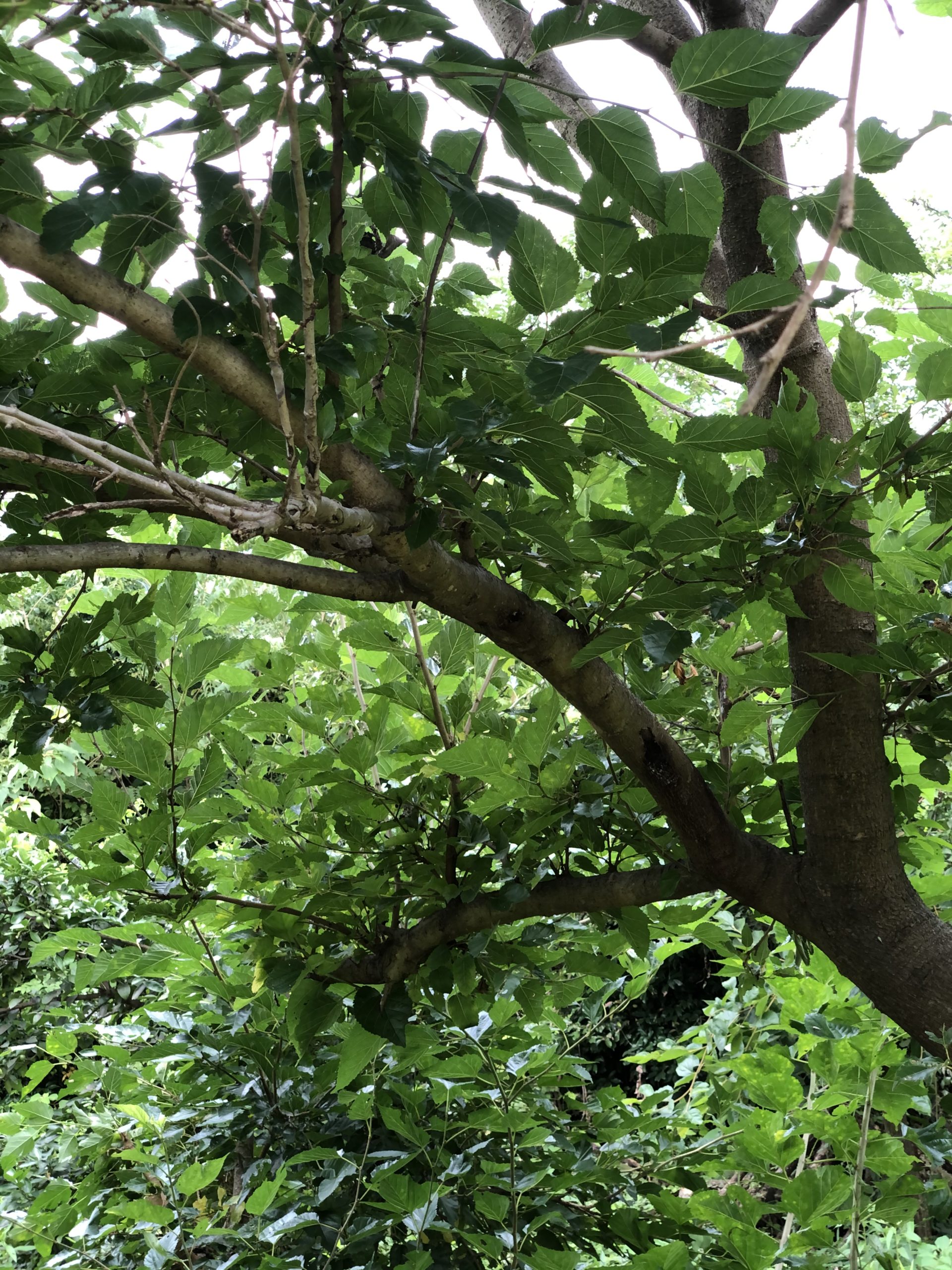 葉っぱもりもりの無農薬自然栽培の桑の木