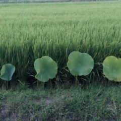 災難を小難に　小難を無難に願う日々