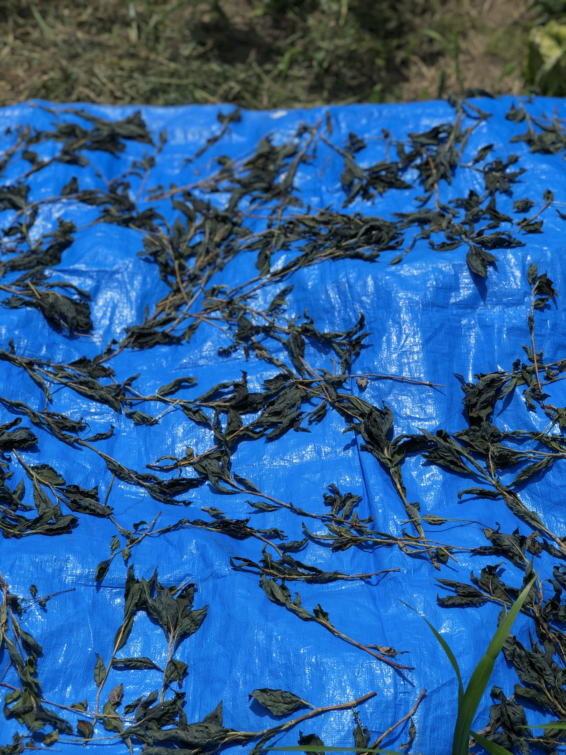 2時間ほど干した藍の葉