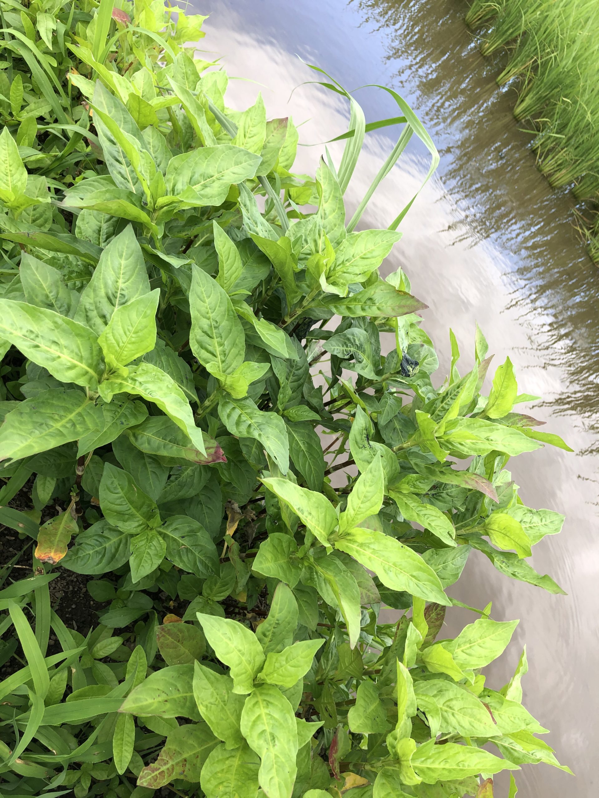 自然農法の田んぼの畔に植えた藍の苗