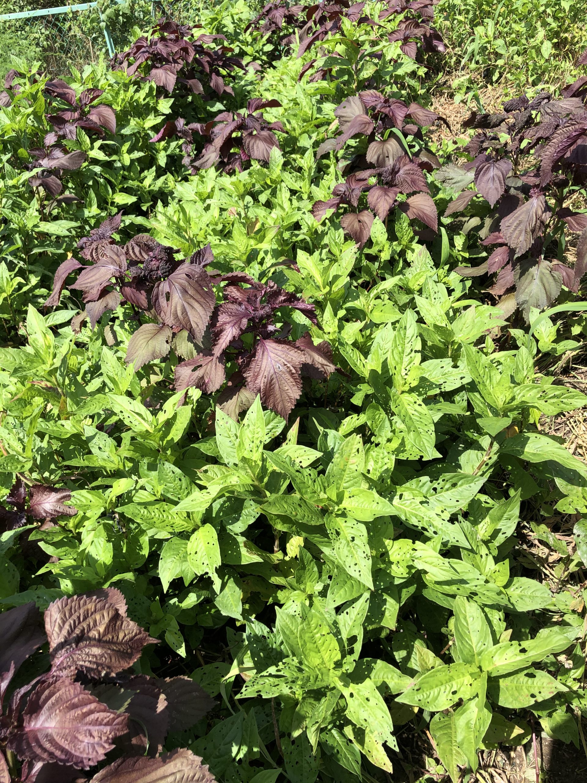 Hozu ままやの藍と赤紫蘇のじゅうたんのような畑