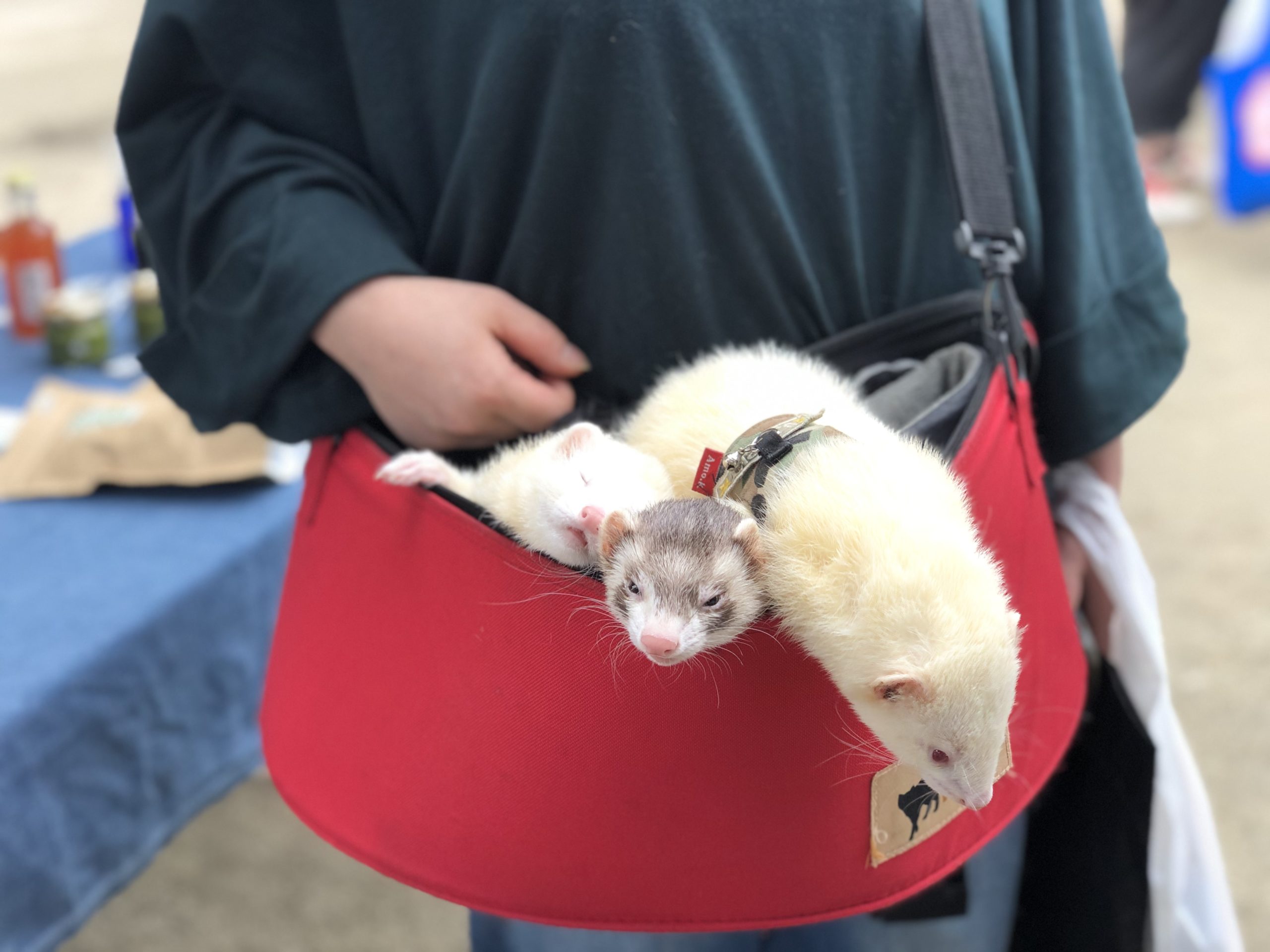 知恩寺手作り市に来ていたフェレット君