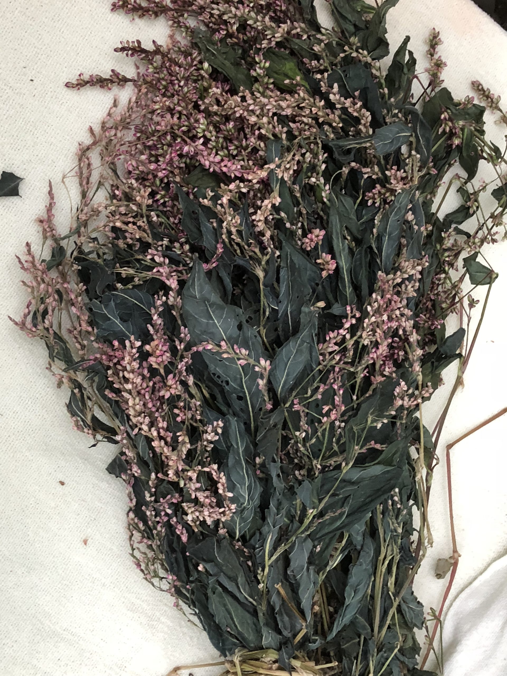 無農薬自然栽培のHozu ままやの畑の藍の花をドライフラワーにしてみました