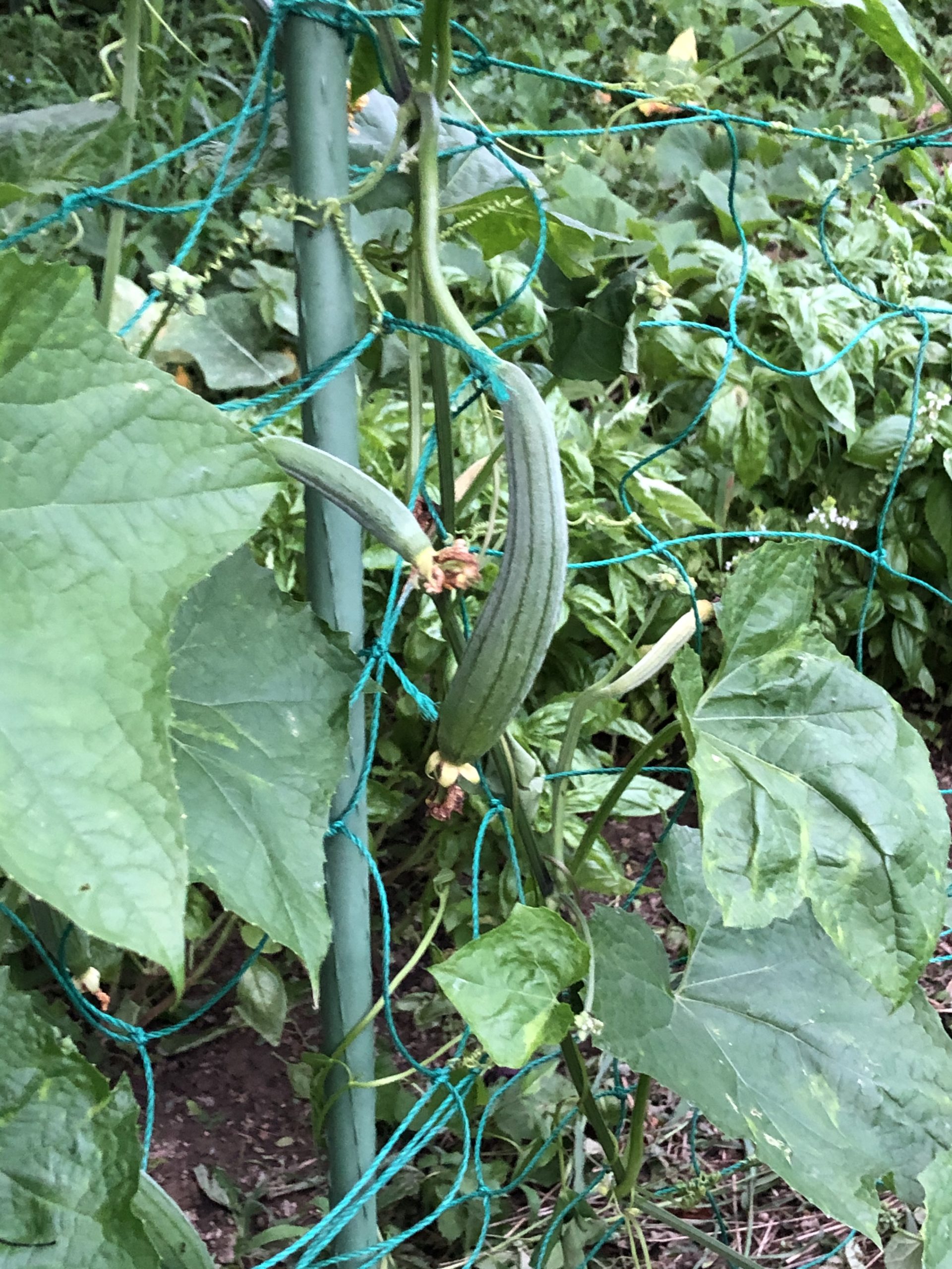 Hozu  ままやの無農薬自然栽培のへちま