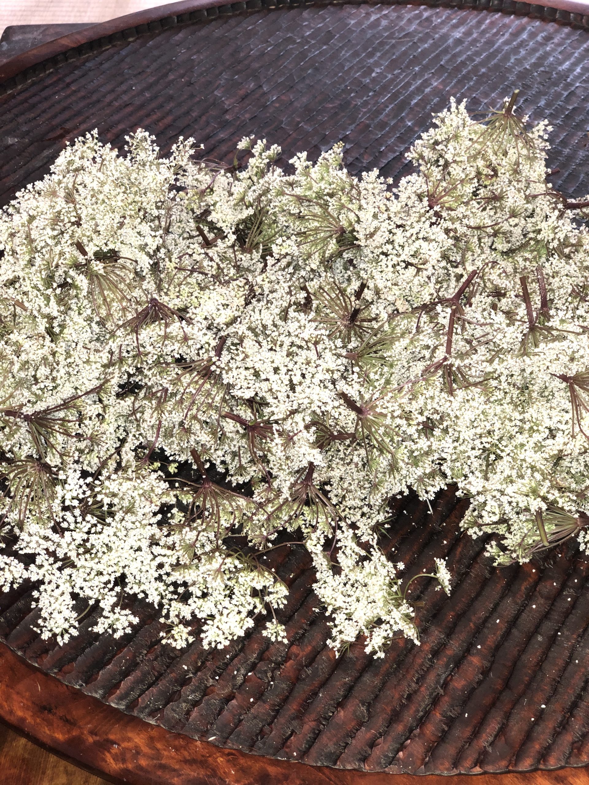 佐賀県より送っていただいた無農薬トウキ(当帰)の花