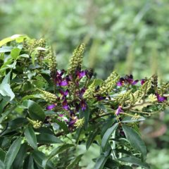 素敵なすみれやさんに、Hozu ままやの商品を納入です。