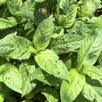 無農薬自然栽培のHozu ままやの畑の藍の葉