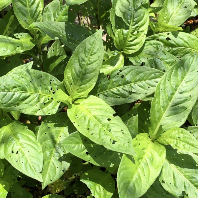 無農薬自然栽培のHozu ままやの畑の藍の葉