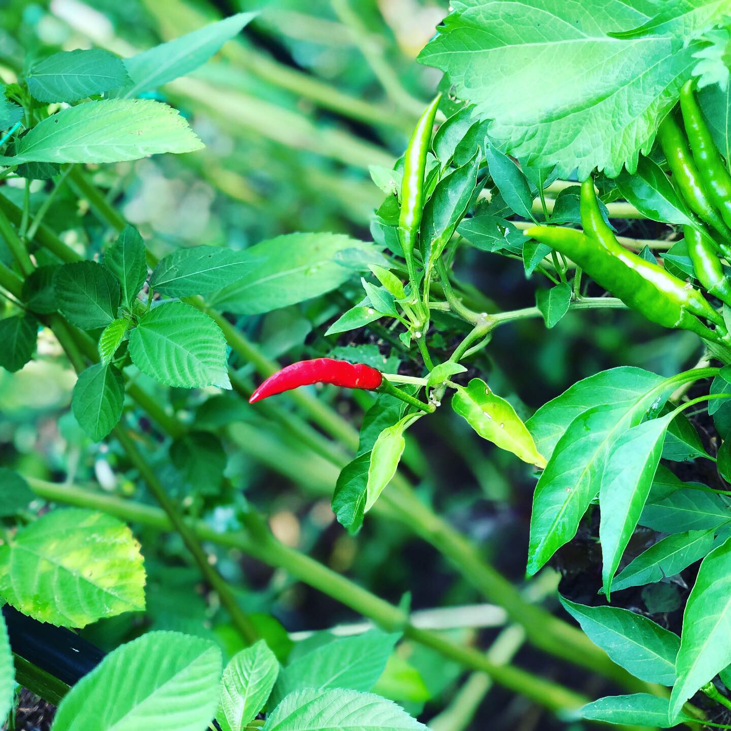 Hozu ままやの無農薬自然栽培の鷹の爪