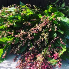 藍の種を蒔こう！と思っている人に