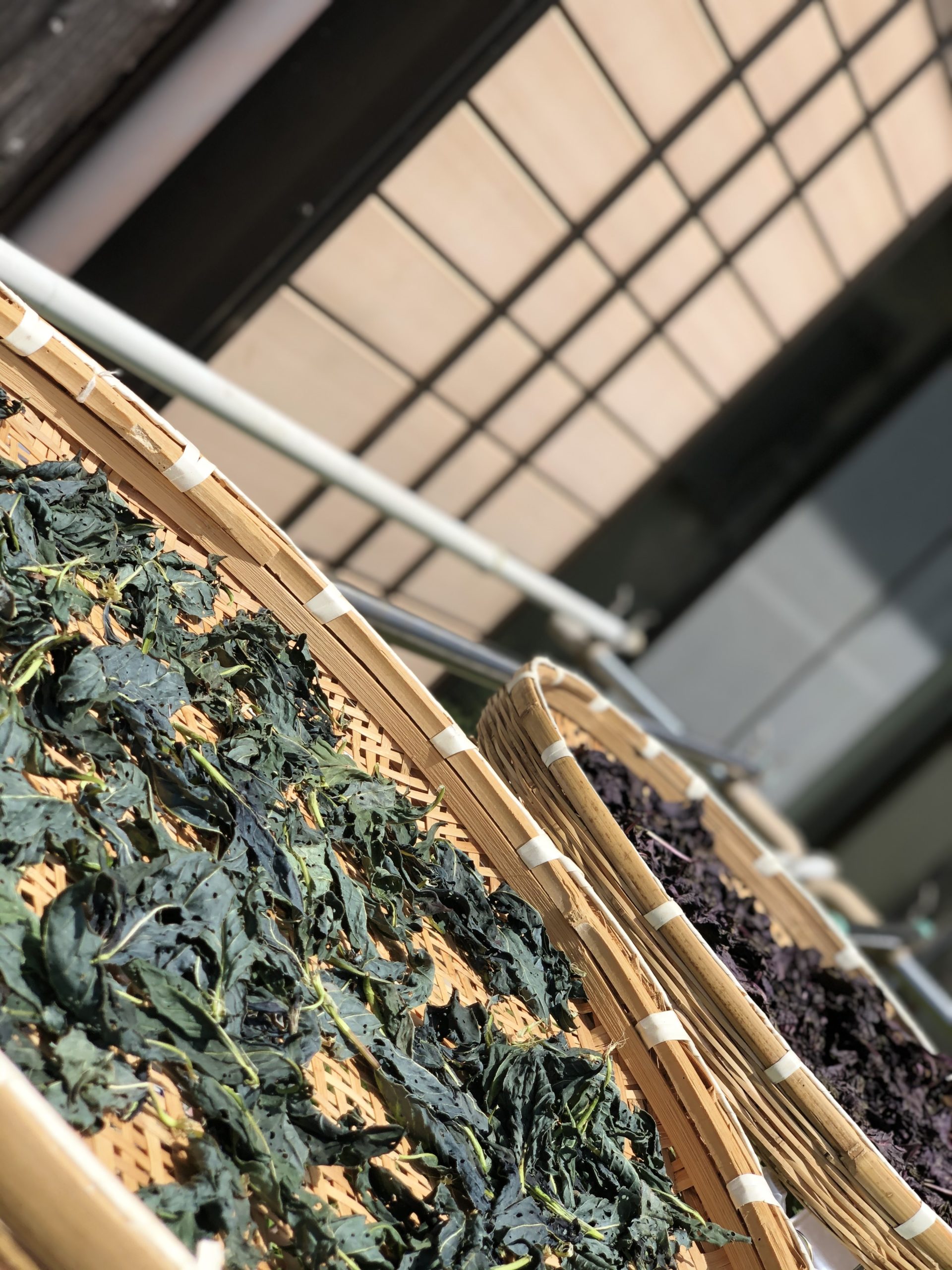 藍の葉茶を作っています