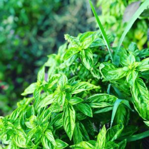 Hozu ままやも畑で育った無農薬自然栽培のバジル