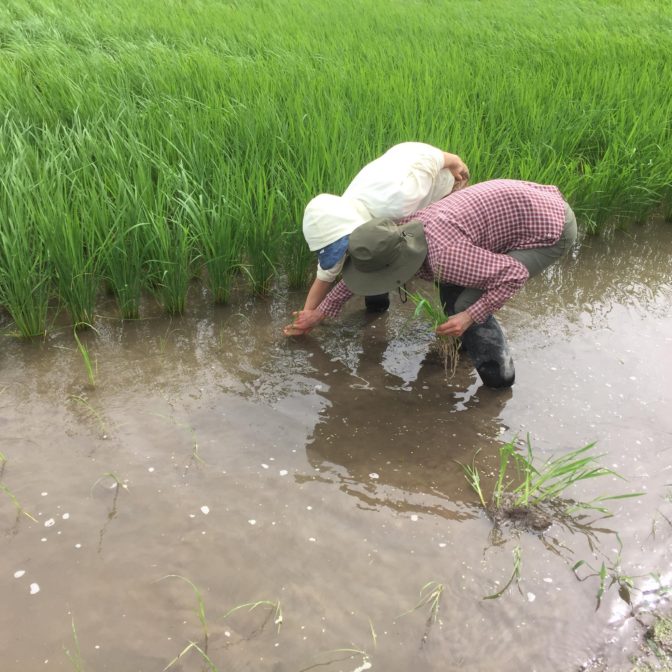 初めてのお米作り、育てた苗を植えてます、（２０２０・７・１２）