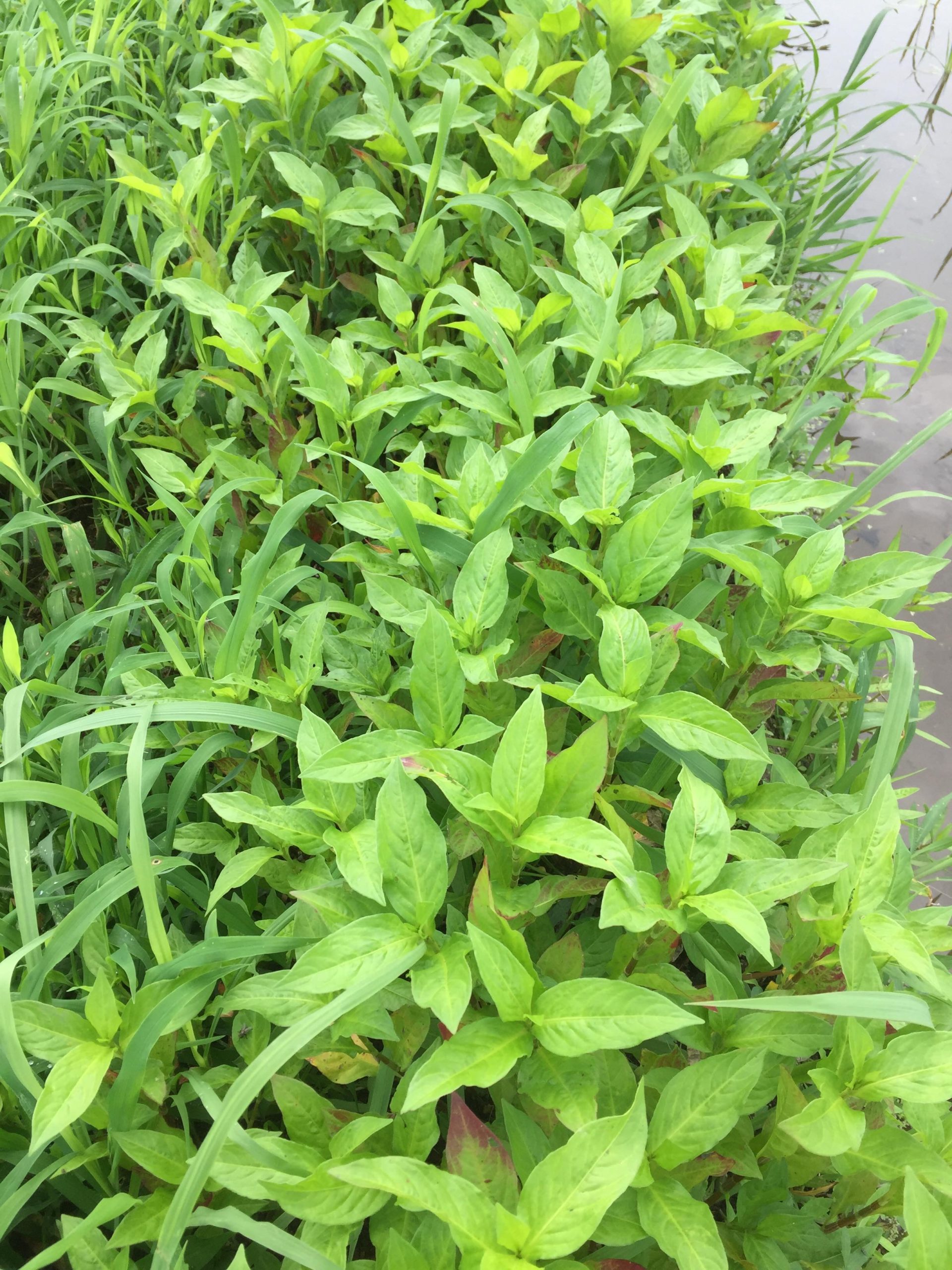 田んぼの畔に植えた藍の苗