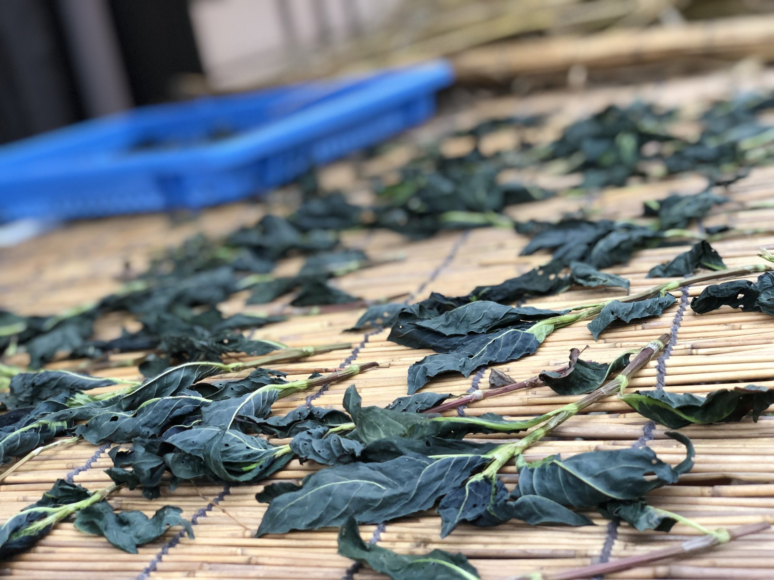 無農薬自然栽培のHozu ままやの畑で育てた藍の葉を乾燥させるとブルーになる