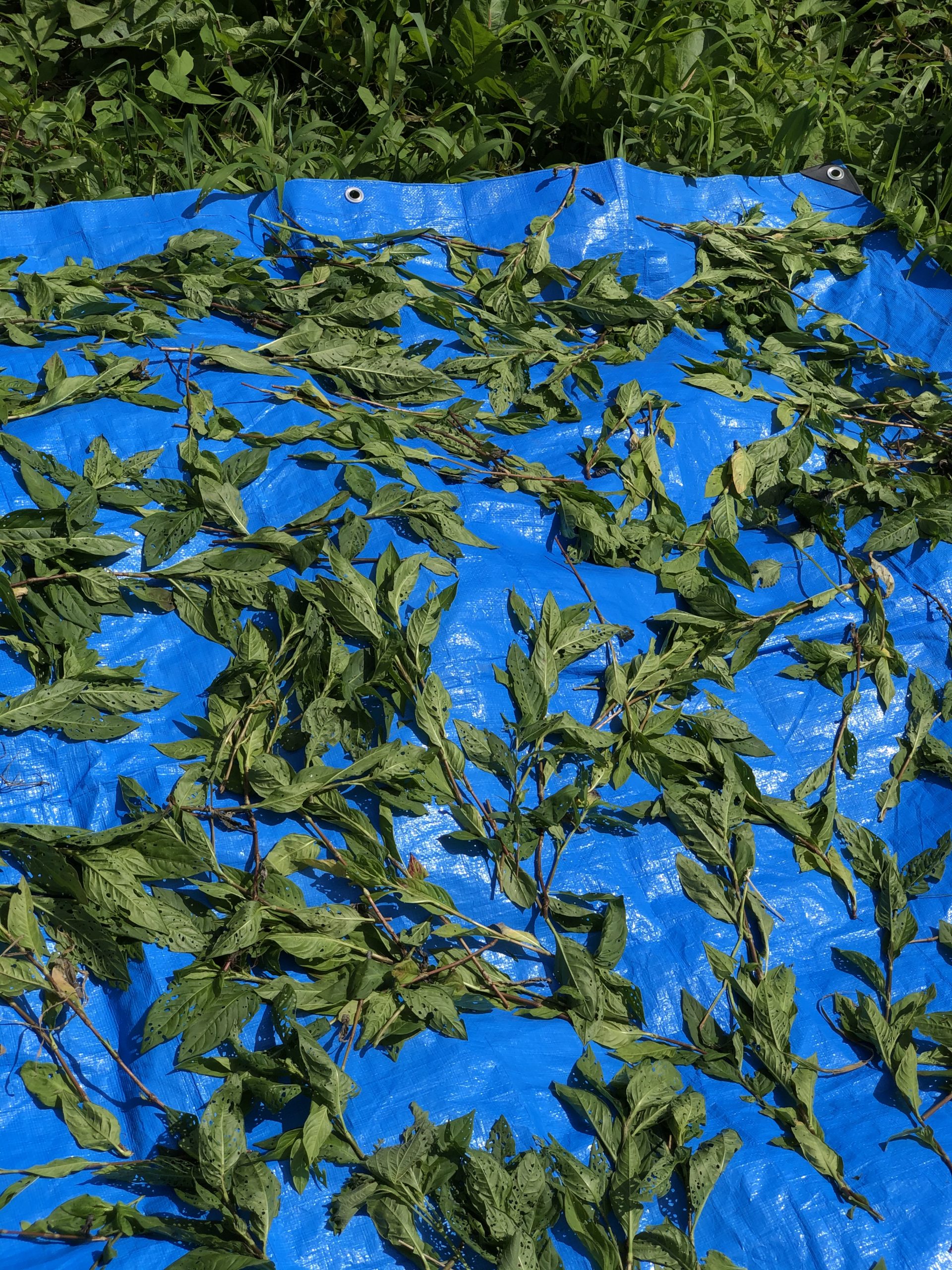 ブルーシートの上に刈り取った藍を干します