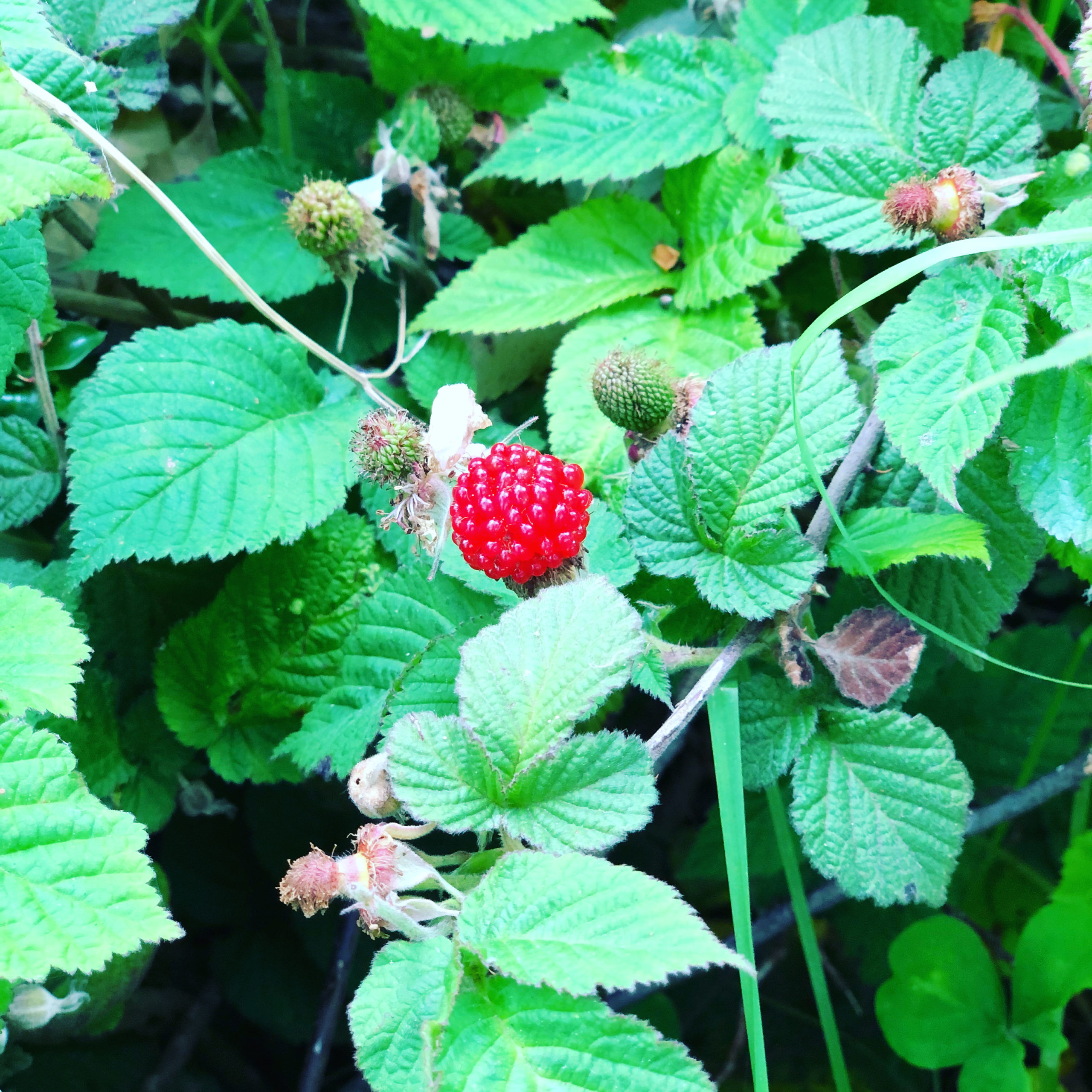 Hozu ままやの無農薬野苺