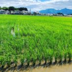 無農薬無施肥の初めての米作りの様子