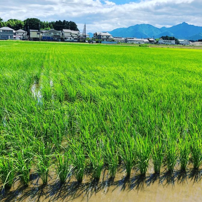 無農薬無施肥の初めての米作りの様子