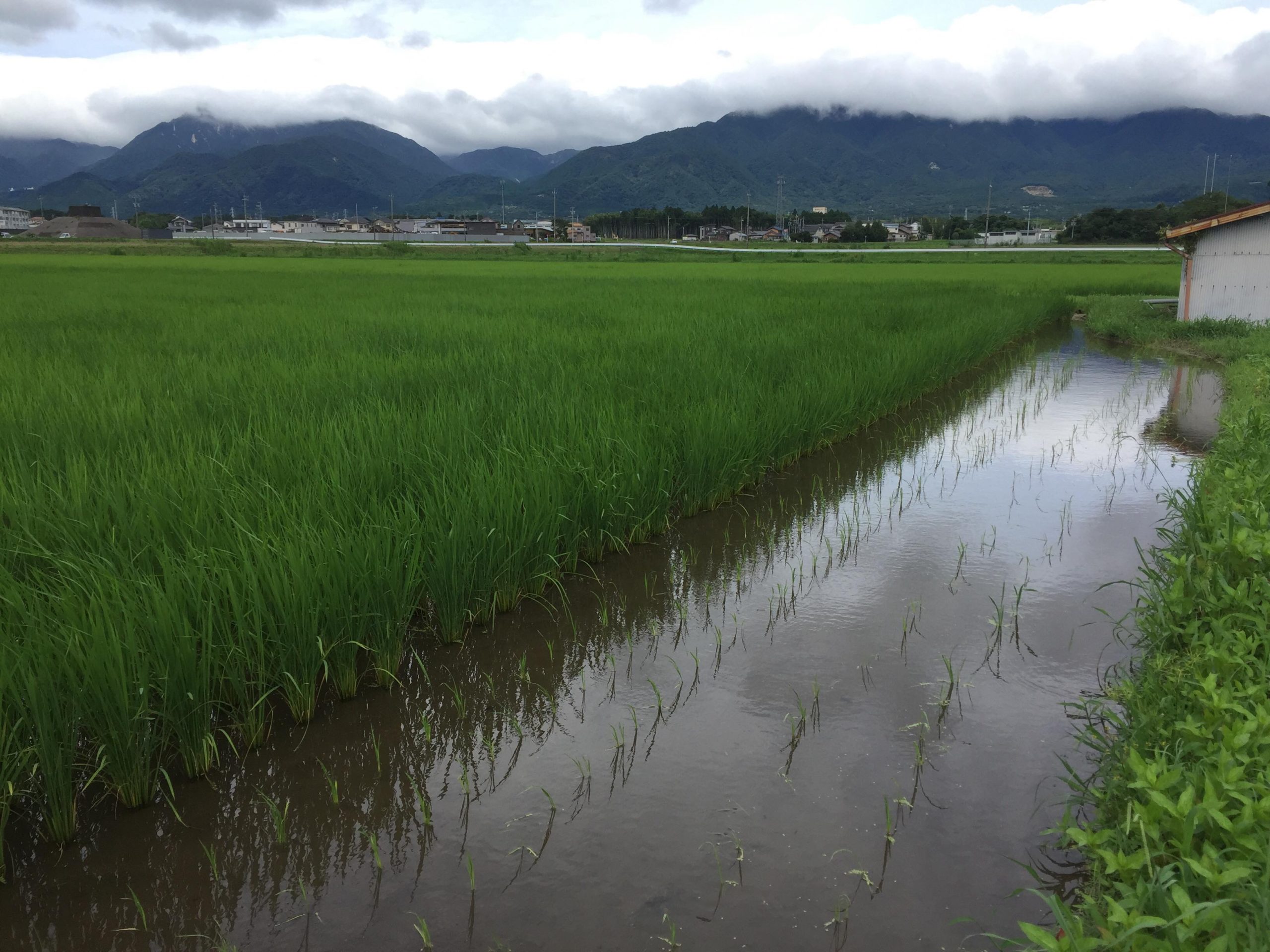 無農薬無施肥の田んぼの様子(2020.7.12)