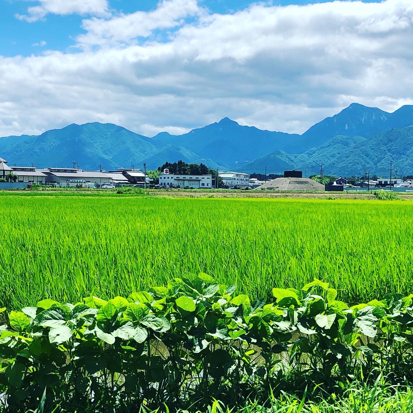 無農薬自然栽培の米を作っている田んぼ