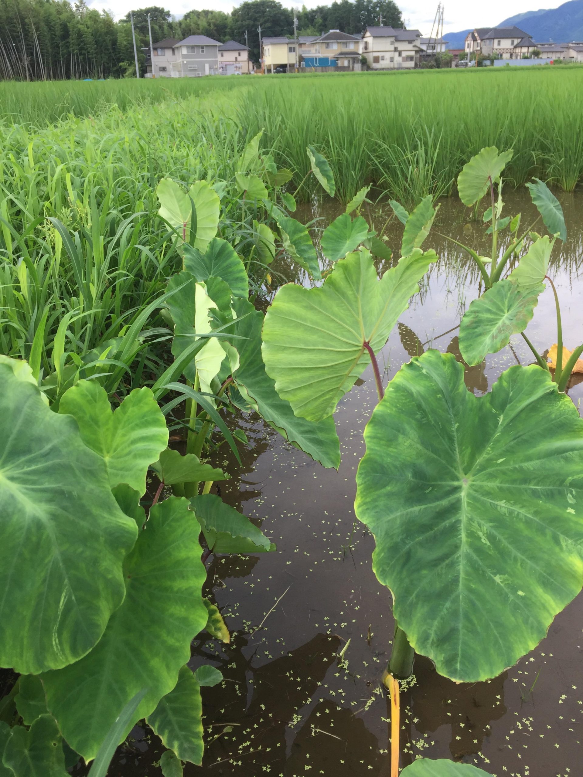 初めての田んぼに植えたサトイモ