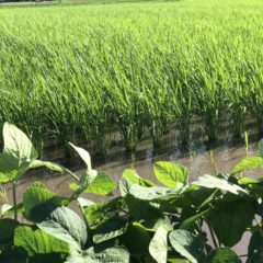 【挑戦 編】無農薬・自然栽培のお米をつくりたい！