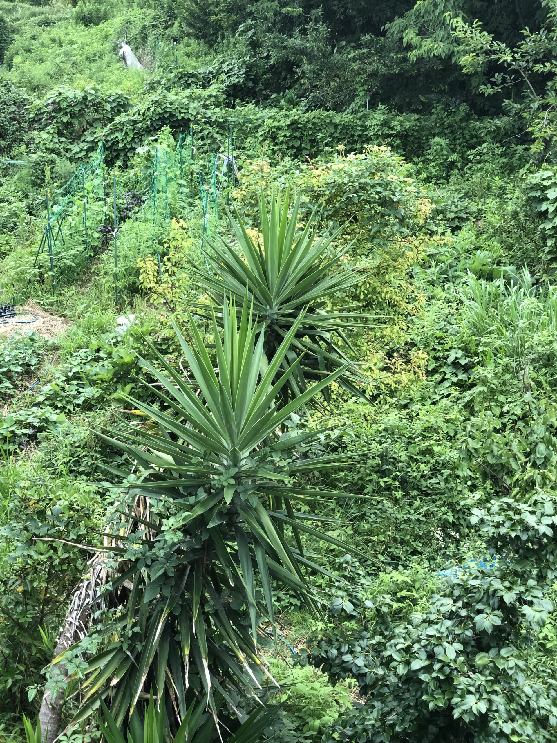 Hozu ままやの庭