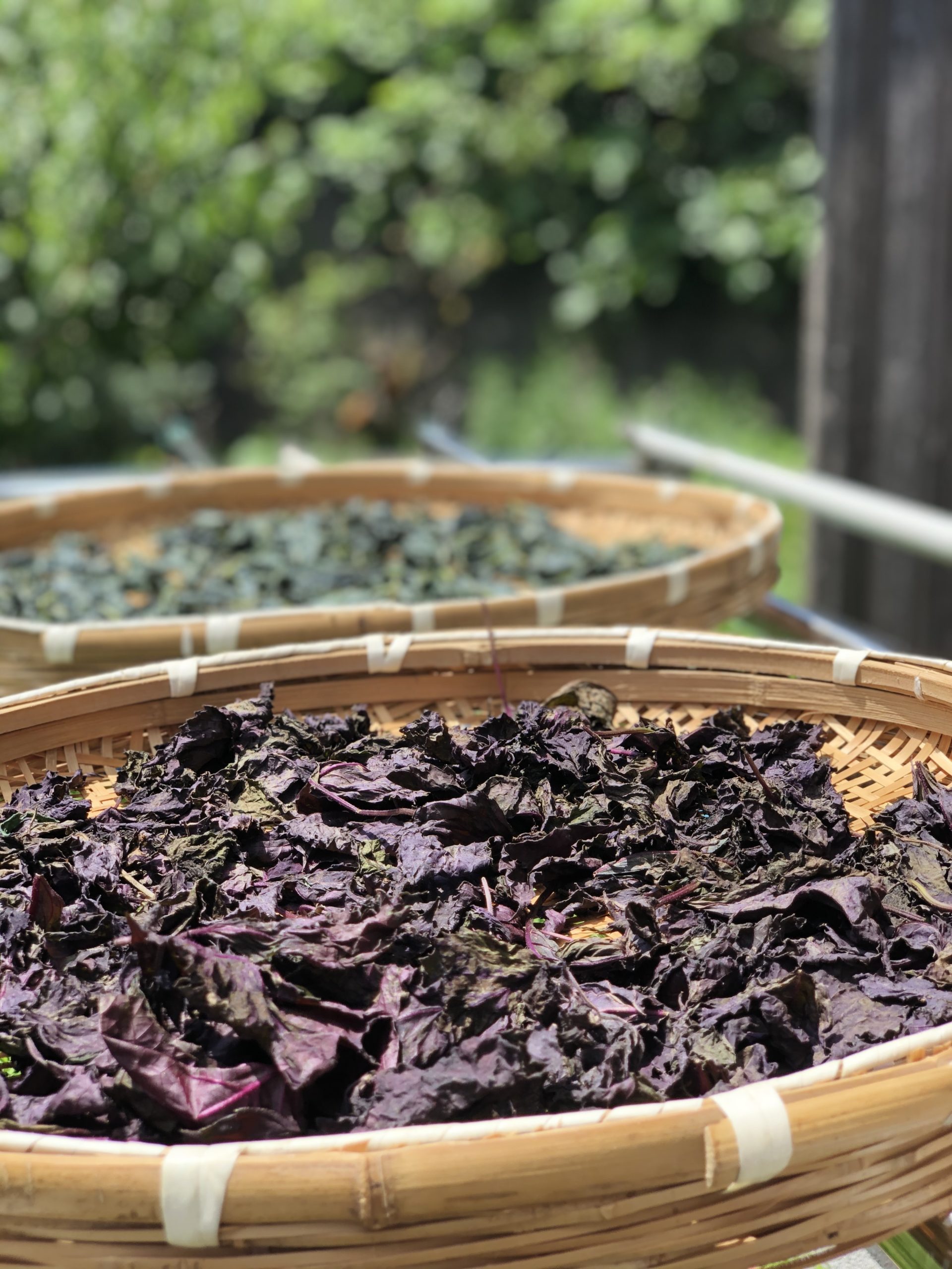 美しく干しあがっている赤紫蘇の葉