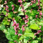 無農薬自然栽培のHozuままやの藍の花