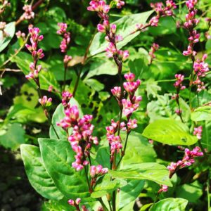 無農薬自然栽培のHozuままやの藍の花