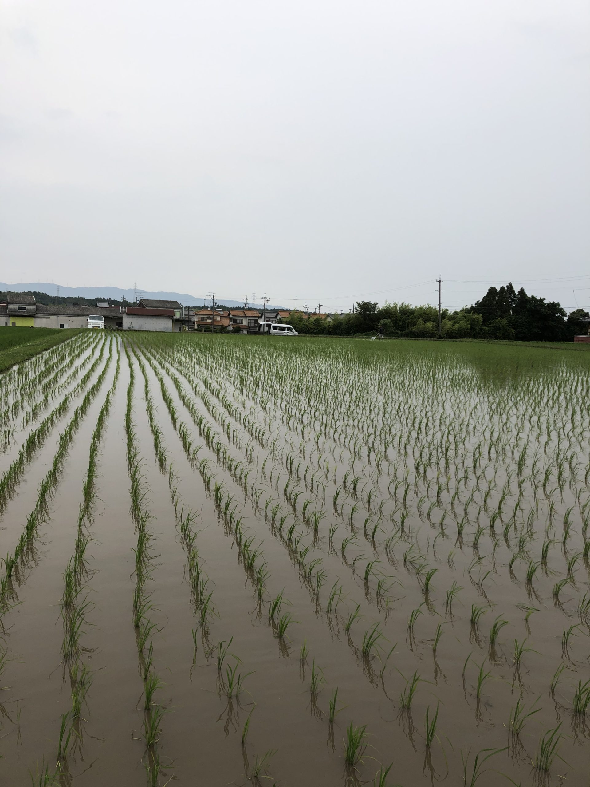 無農薬のお米を目指して、田植えする