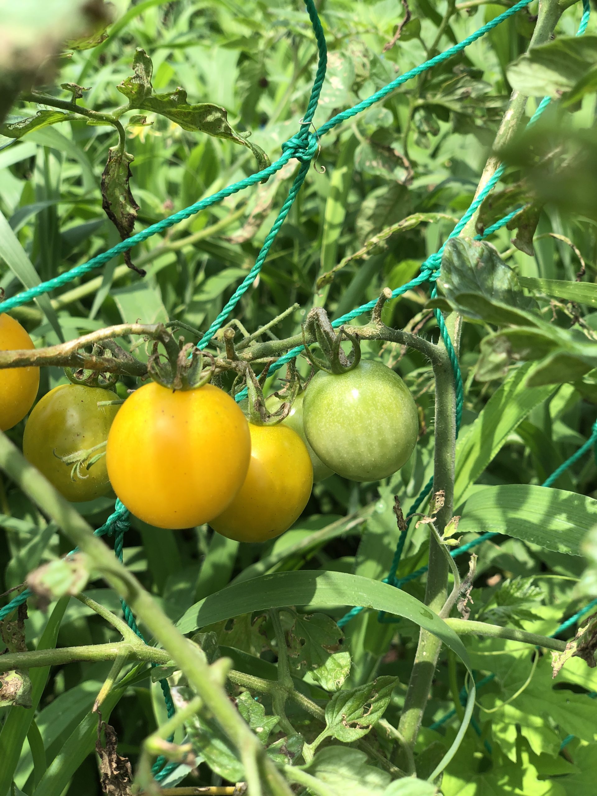 Hozu ままやの無農薬自然栽培の畑のトマト